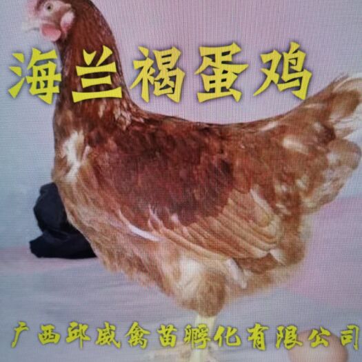 南宁海兰褐蛋鸡苗