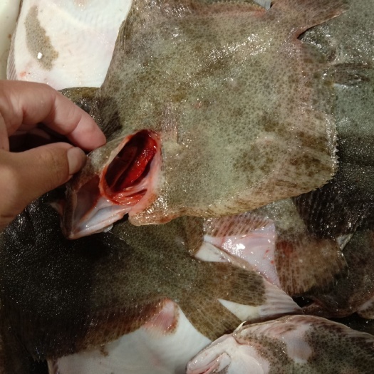 湛江偏口鱼  新鲜多宝鱼   保证红鳃