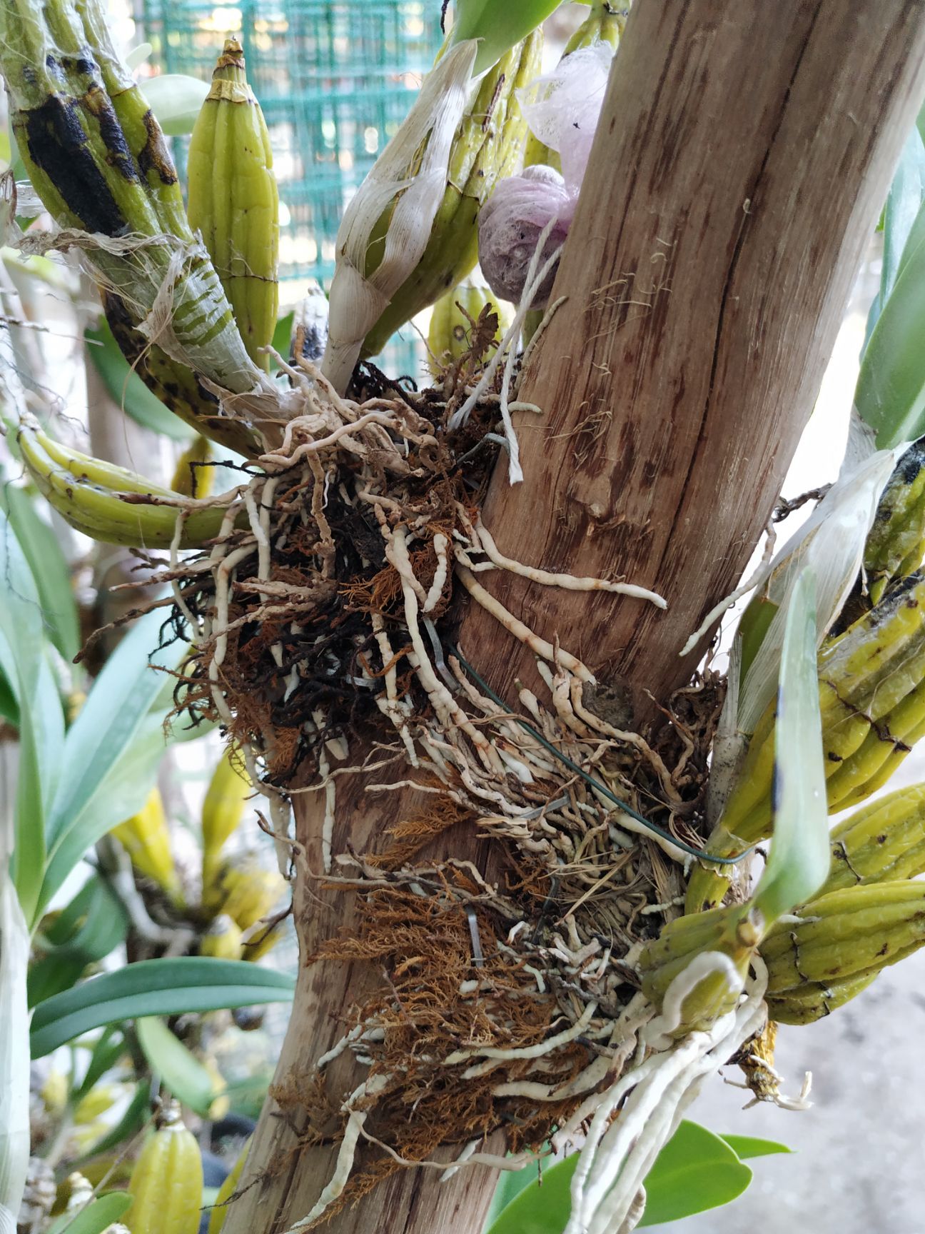 鼓锤石斛树