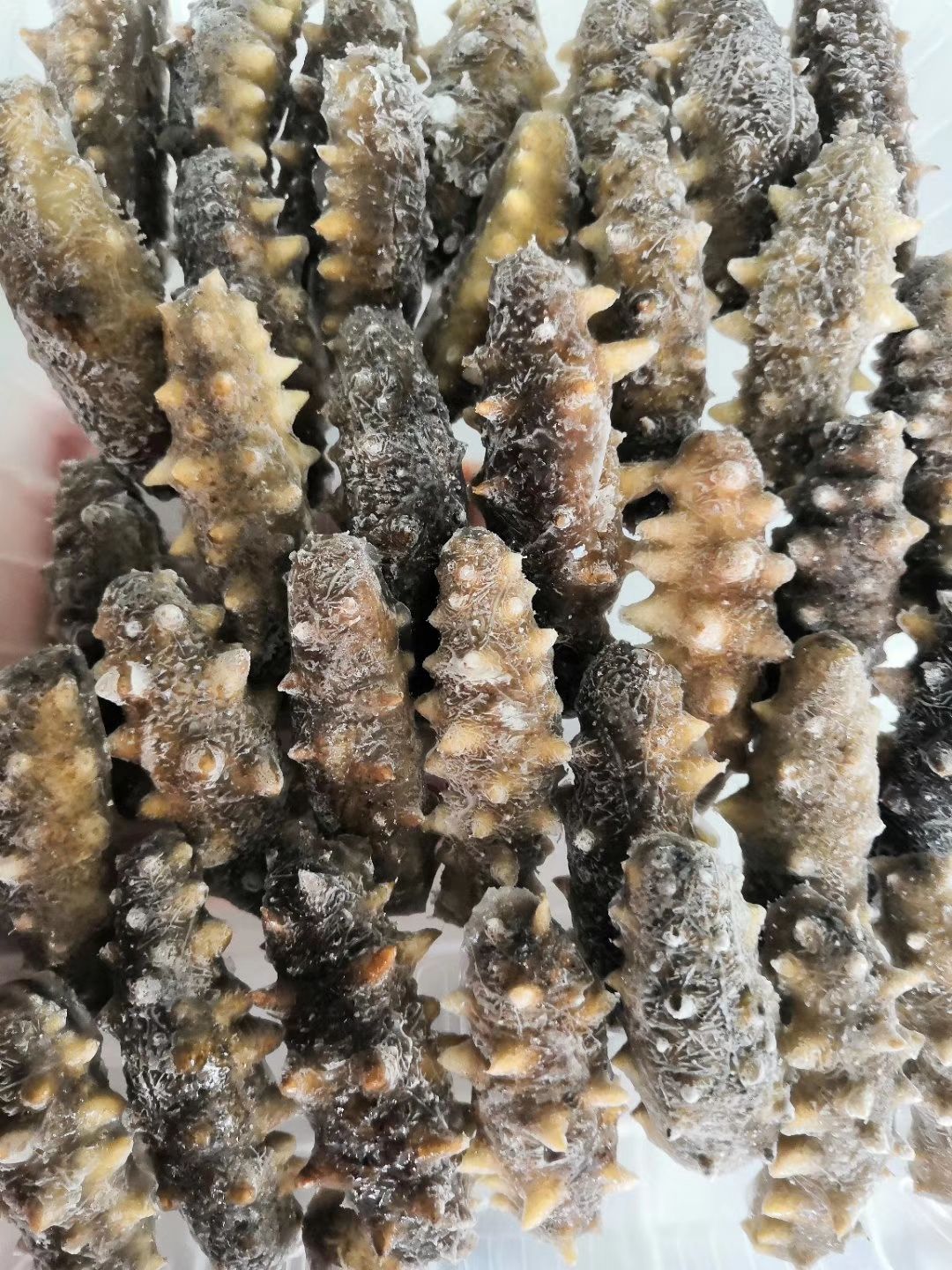 即食海参休闲零食 保质期长至24个月 威海荣成直发 新鲜美味
