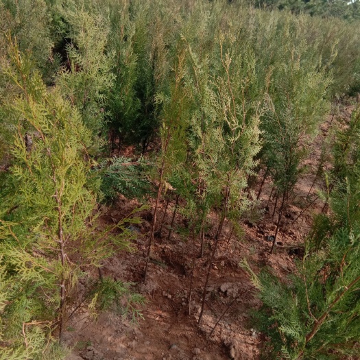 莒南县侧柏侧柏苗供应侧柏苗侧柏批发山东侧柏