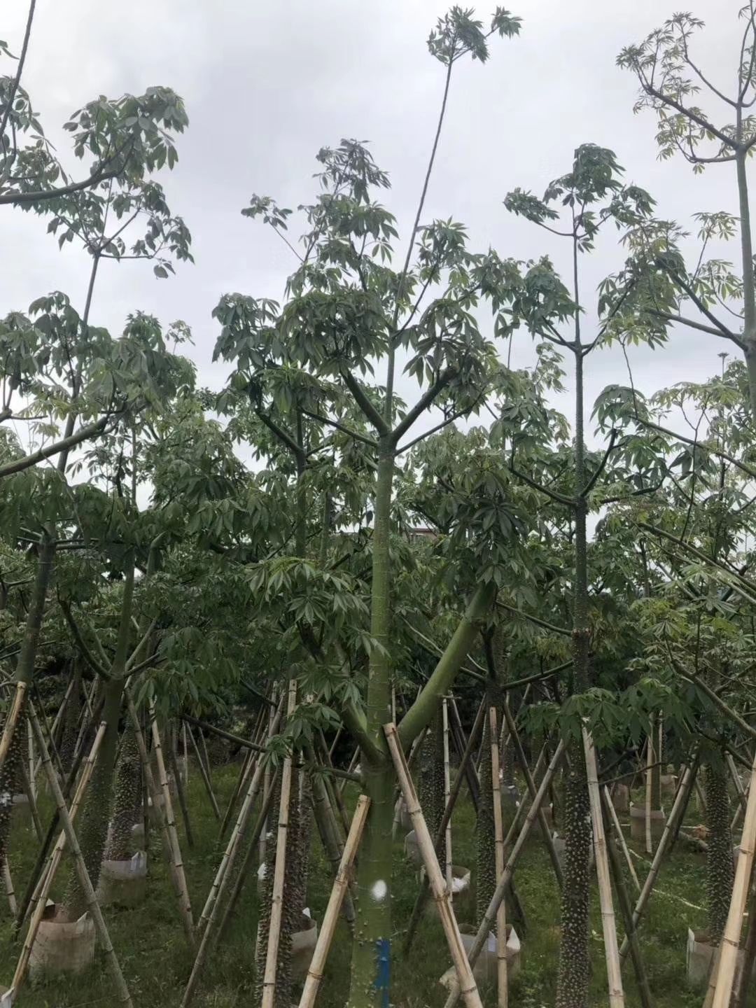美丽木棉 美人树