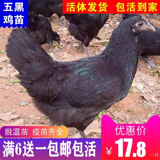 南宁 脱温五黑鸡苗，6只起发，满6送1，包邮包活