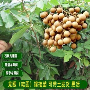 普宁市石峡龙眼苗 龙眼 石硖苗 嫁接苗 四季果
