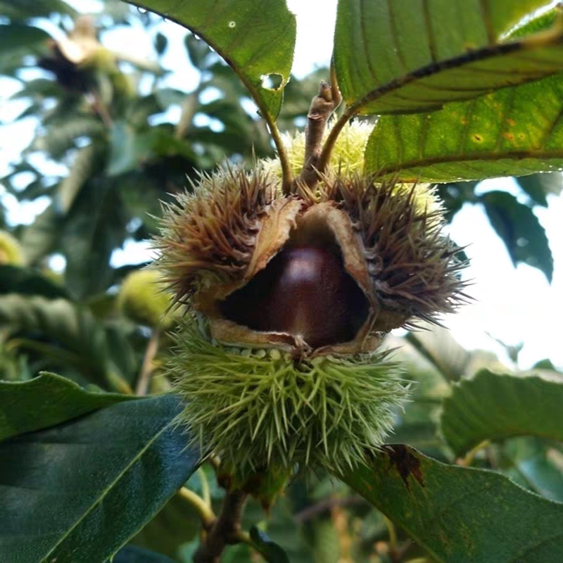 迁西板栗苗 迁西板栗嫁接苗 南北方种植家庭种植 地里现挖现卖 量大优惠