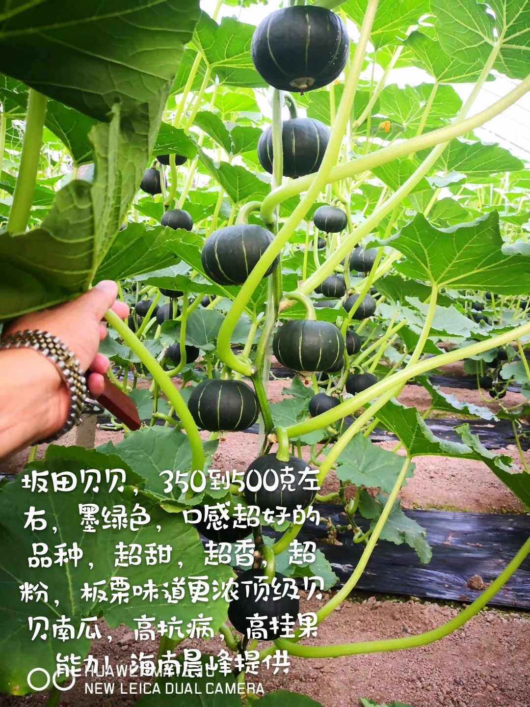 纯贝贝南瓜种子  日本坂田贝贝二号南瓜种子，粉糯香甜