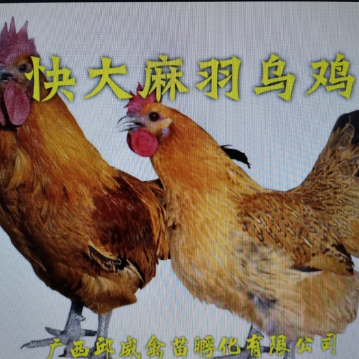 南宁快大型麻羽乌鸡苗  快大～麻羽乌鸡苗