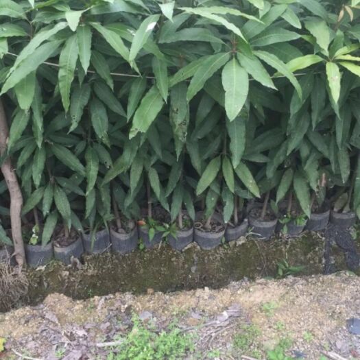 普宁市芒果直生苗（实生苗）