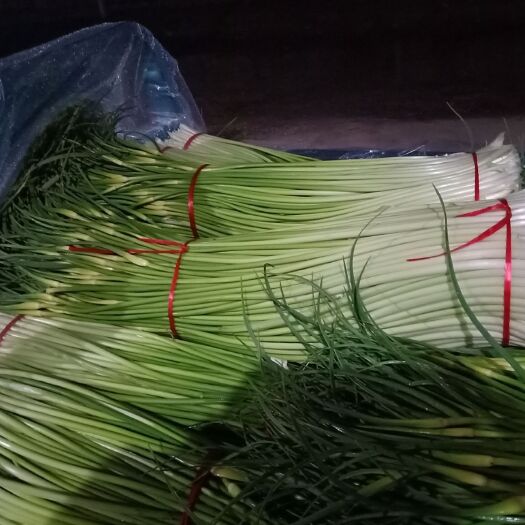 丰县 蒜苔大量上