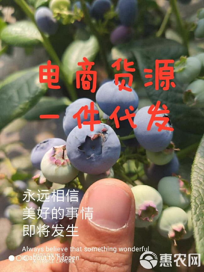  蓝莓诚邀批发商、电商、微商