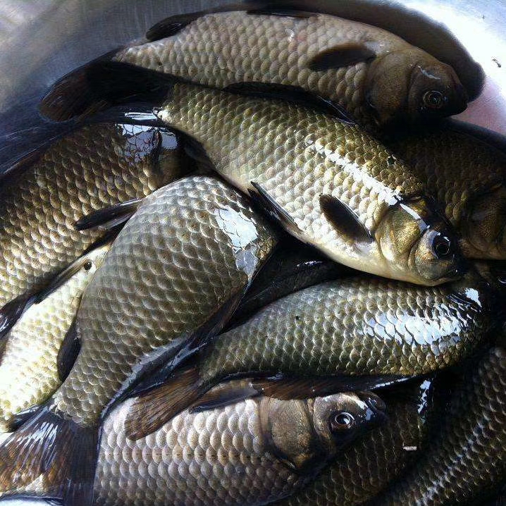 鲫鱼苗  中科5号鲫鱼