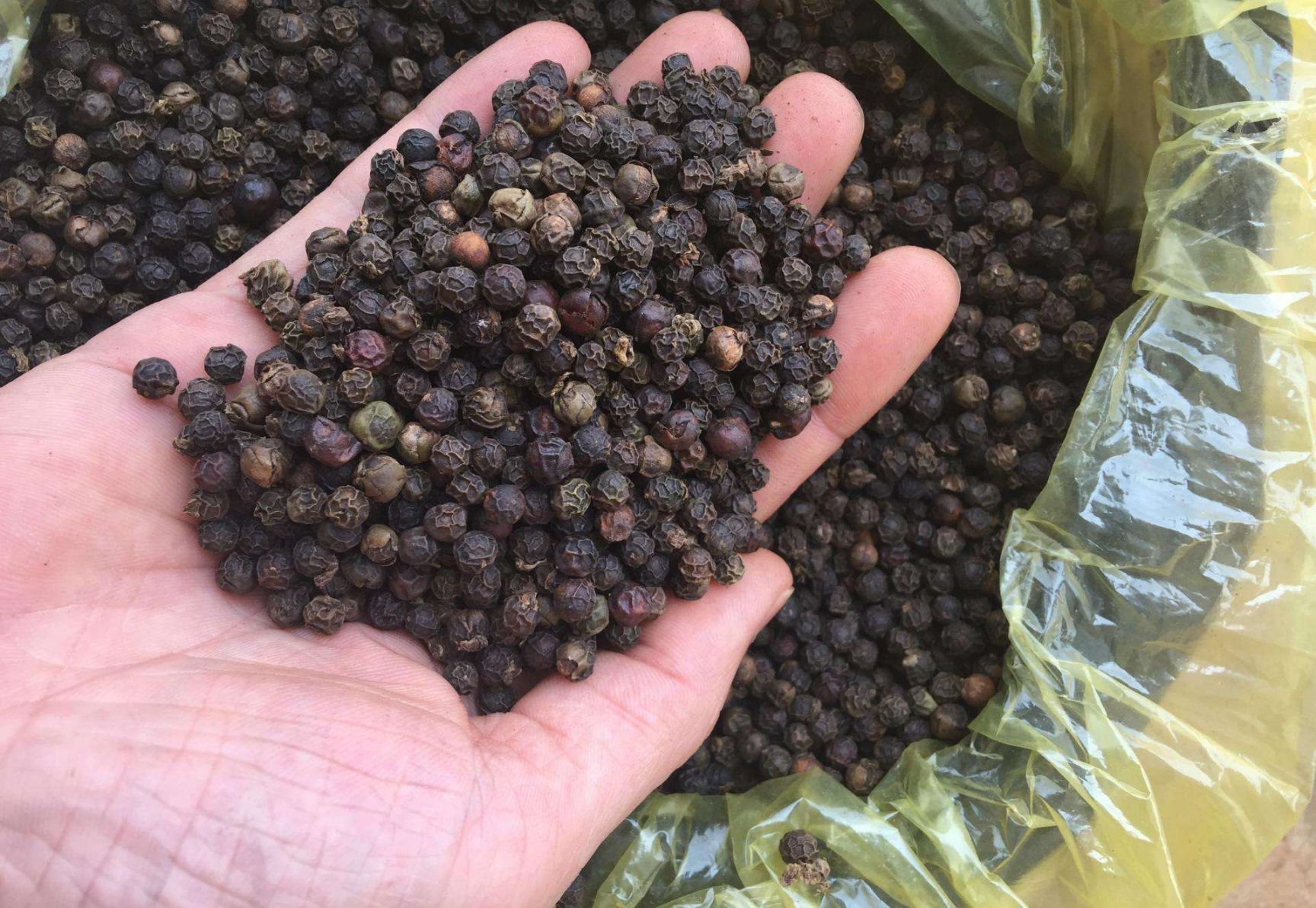 黑胡椒新货 无硫 干净（药食两用） 一公斤包邮