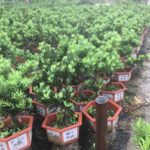 广州 罗汉松盆栽罗汉松盆景
