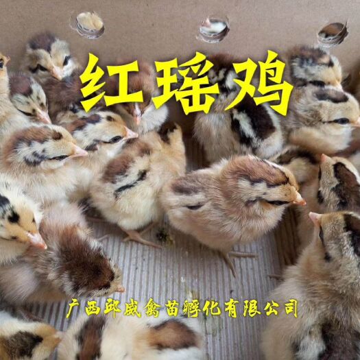 南宁红瑶鸡苗  红瑶土鸡苗