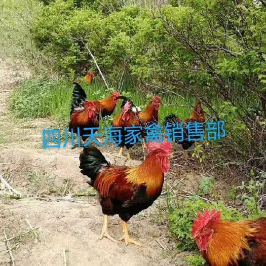 沐川县 清远麻鸡苗，送货上门，货到付款