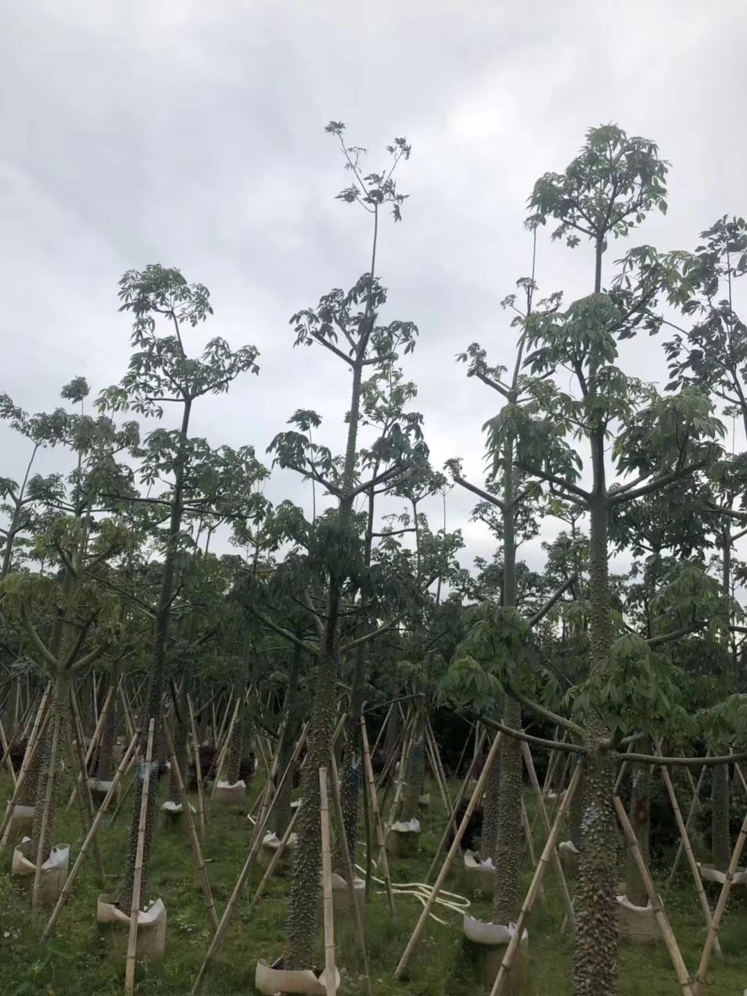 美丽木棉 美人树