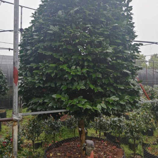 兰溪市 茶花