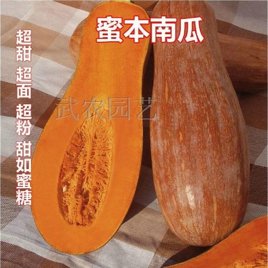 邵东市早栗蜜本南瓜种子超甜粉面蜜本甜南瓜早熟高产耐贮运四季蔬菜种