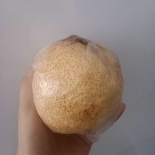 砀山县 安徽砀山酥梨