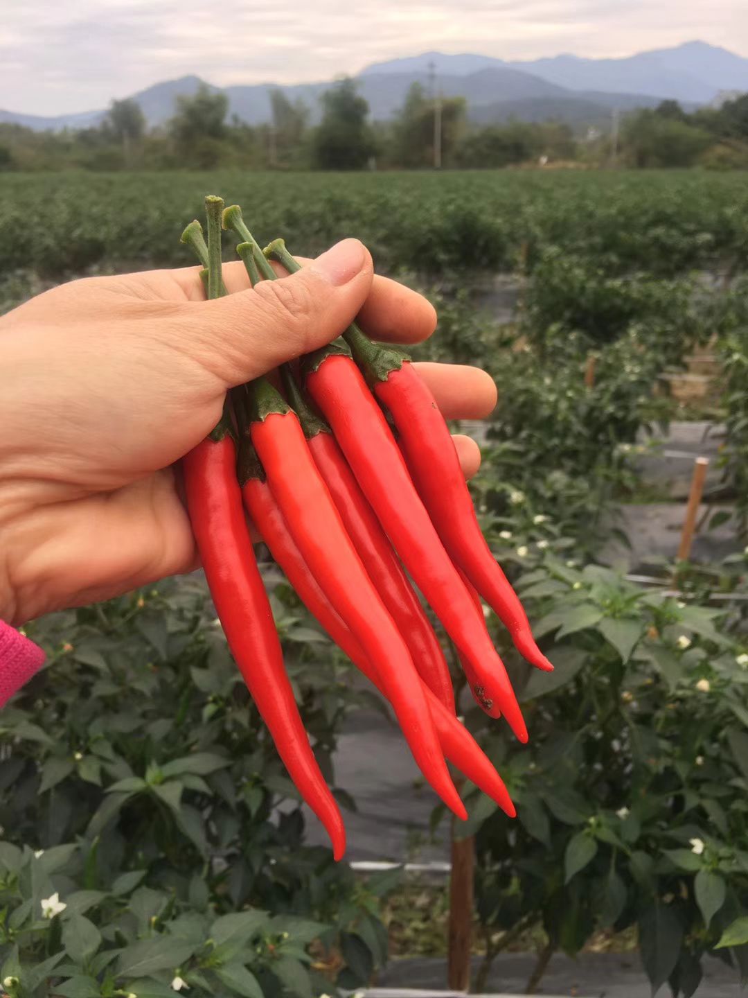  广西米椒新鲜小米椒泡椒朝天椒小米辣剁椒辣椒超辣红辣椒特辣辣椒