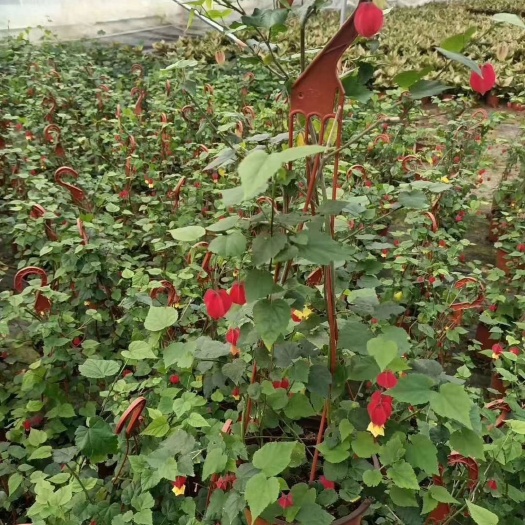 漳平市 爬藤植物灯笼花48棵装12元一盆