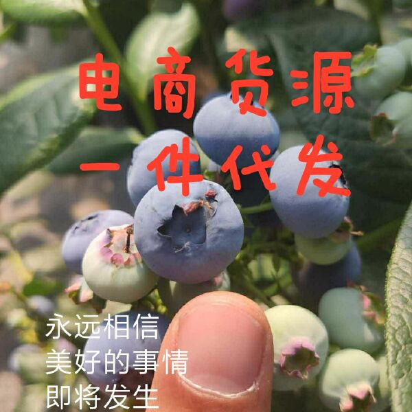  蓝莓鲜果