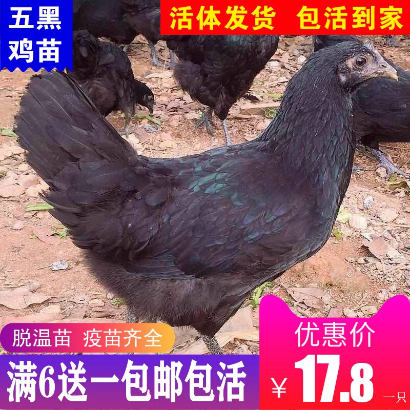  优质五黑鸡苗满六送一（包邮包活包到家）零售
