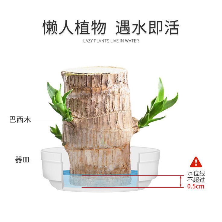巴西木盆栽 巴西木水养绿植幸运小盆栽办公室内桌面上格鲁特吸甲醛净化空气