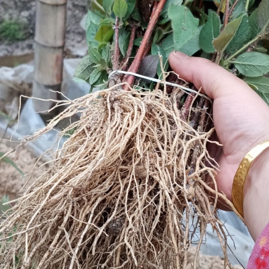 隆回县湘蕾金银花苗 湘蕾金银花扦插苗，根系发达，品种纯