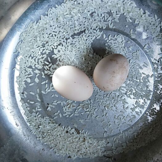 宜宾土鸡蛋 食用 散装 