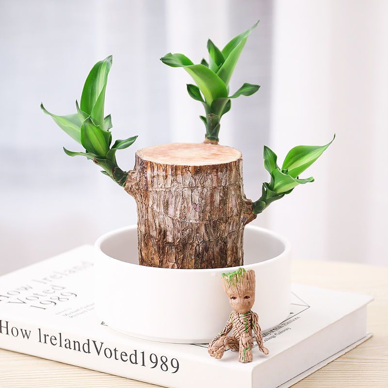 巴西木盆栽 巴西木水养绿植幸运小盆栽办公室内桌面上格鲁特吸甲醛净化空气