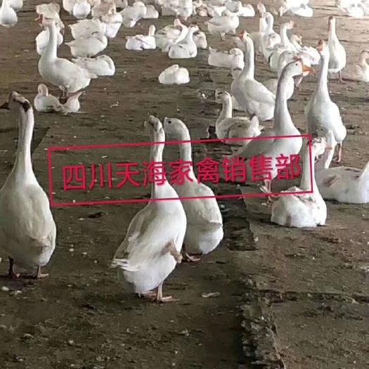 沐川县 三花鹅苗