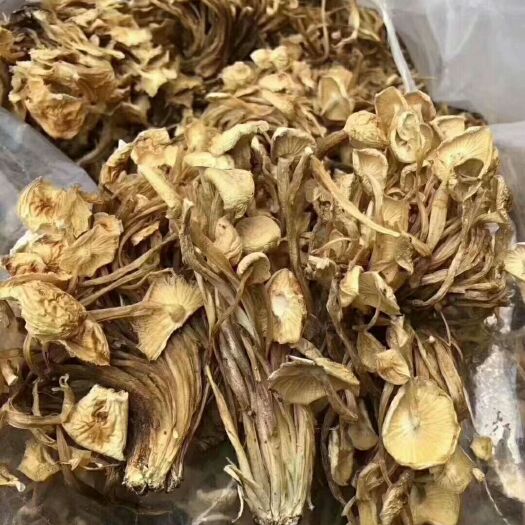 成都地摊茶树菇  金针菇  现货供应下单秒发