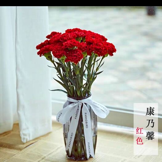 昆明 各色康乃馨b级半开花鲜切花