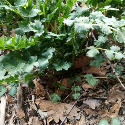 大石桥市野芹菜  山野菜黑瞎芹  鲜鲜鲜