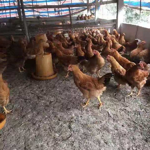 昆明 灵山土鸡苗，孵化场直发，全国发货，运输保障，成活率高