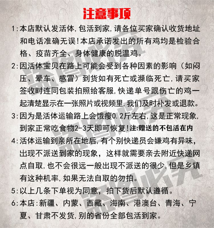  优质五黑鸡苗满六送一（包邮包活包到家）零售
