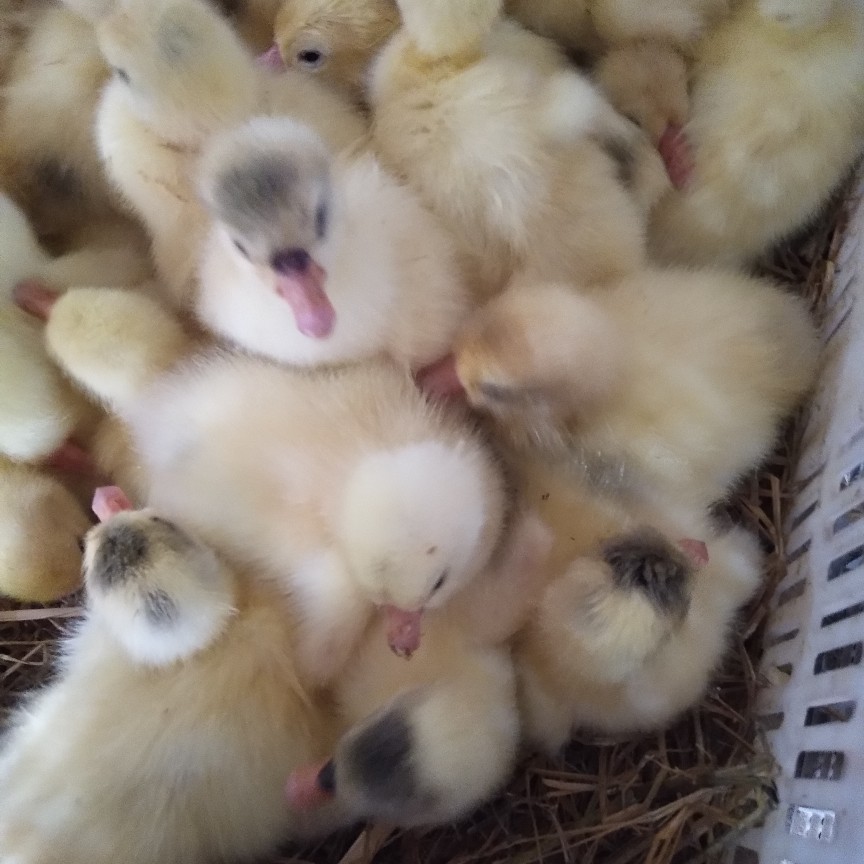  优质鹅苗欢迎选购