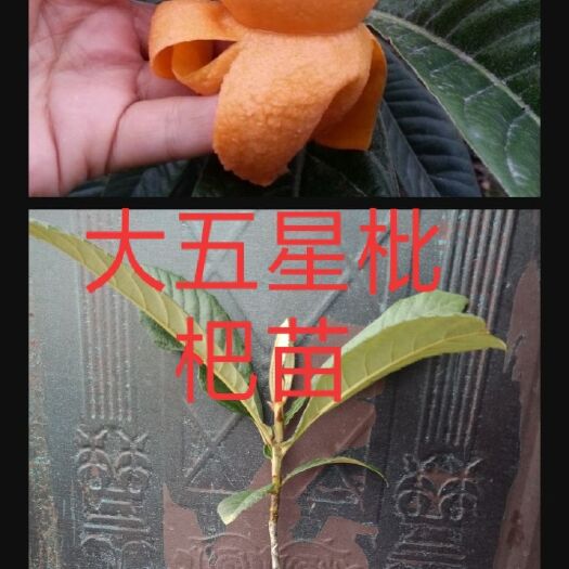 灵山县 枇杷苗大五星枇杷苗