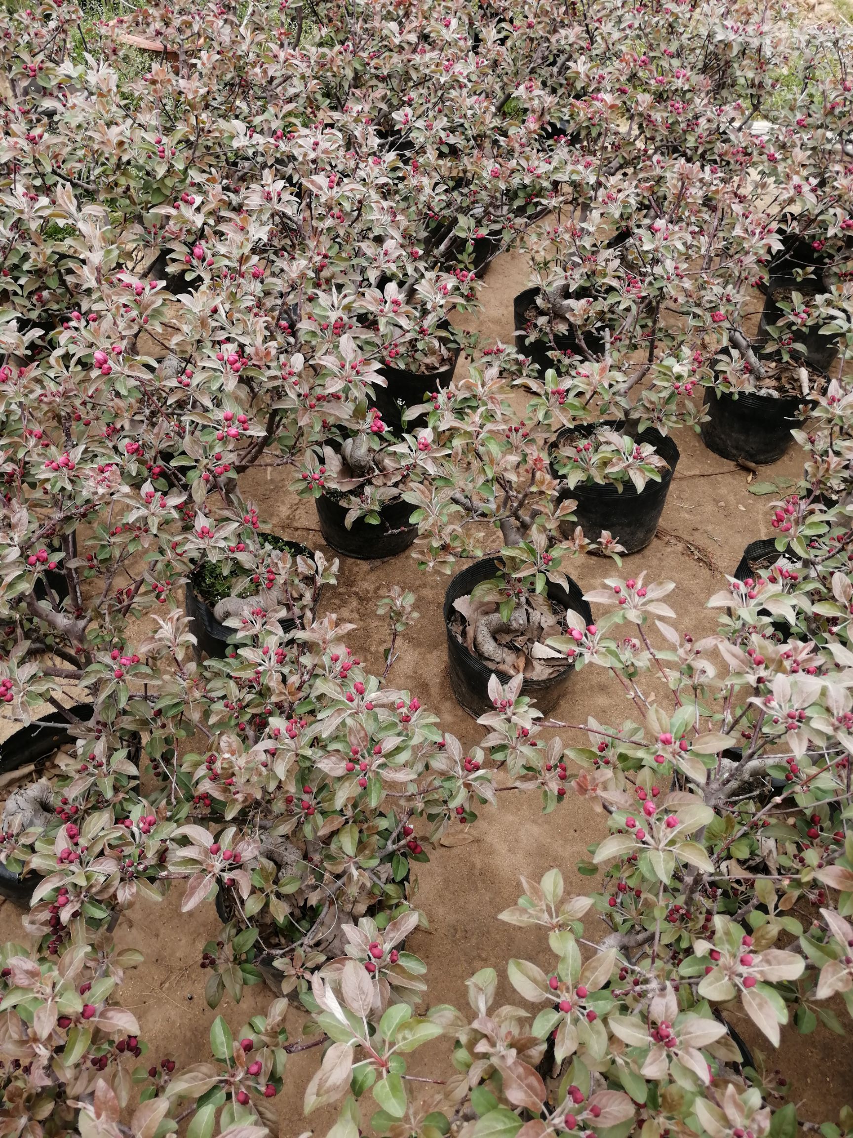  海棠花盆栽海棠树苗盆景四季花卉庭院室内外阳台耐寒绿植盆栽