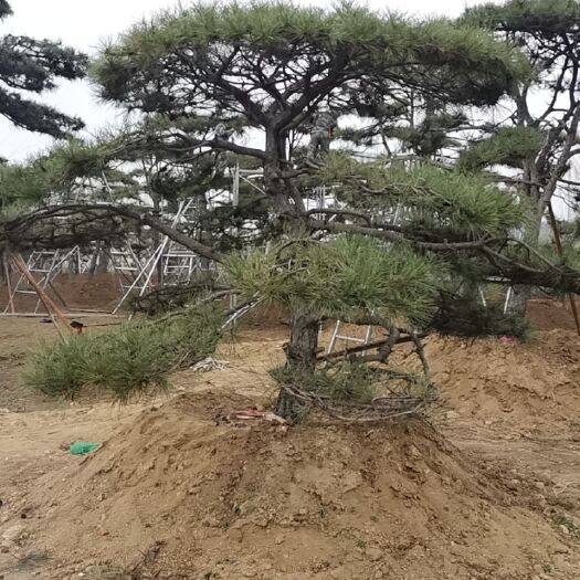 济南造型棕榈树 造型景观松