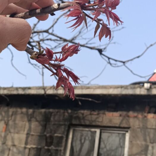 蒙阴县红香椿芽 第一茬香椿