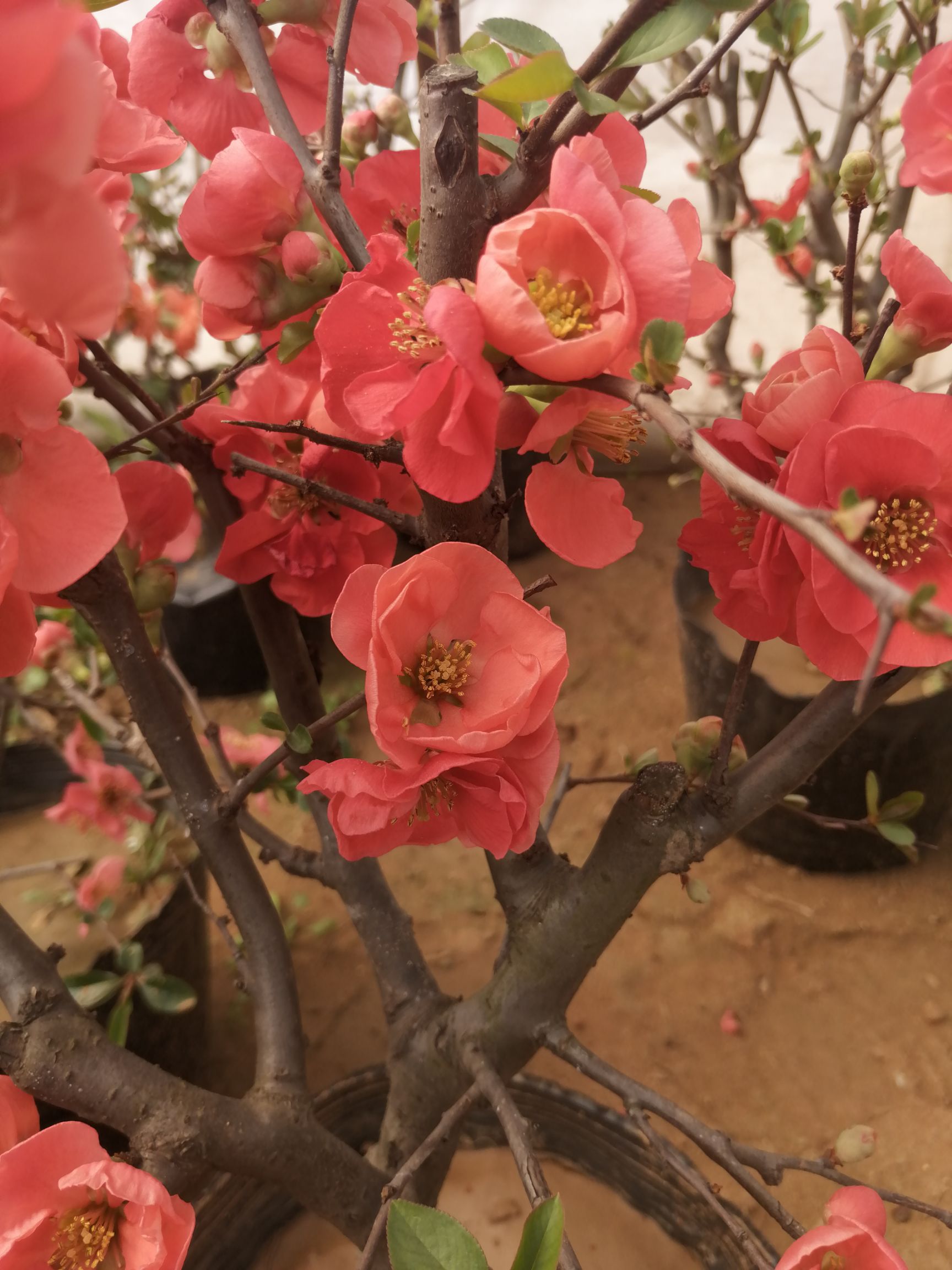  海棠花盆栽海棠树苗盆景四季花卉庭院室内外阳台耐寒绿植盆栽