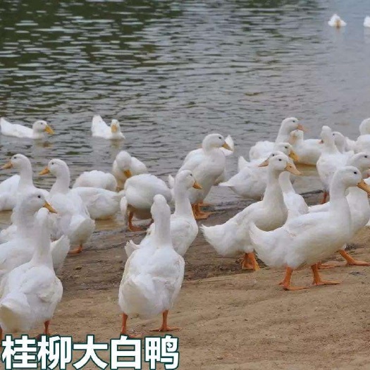 南宁 桂柳鸭苗，统货，长期批发，诚信经营