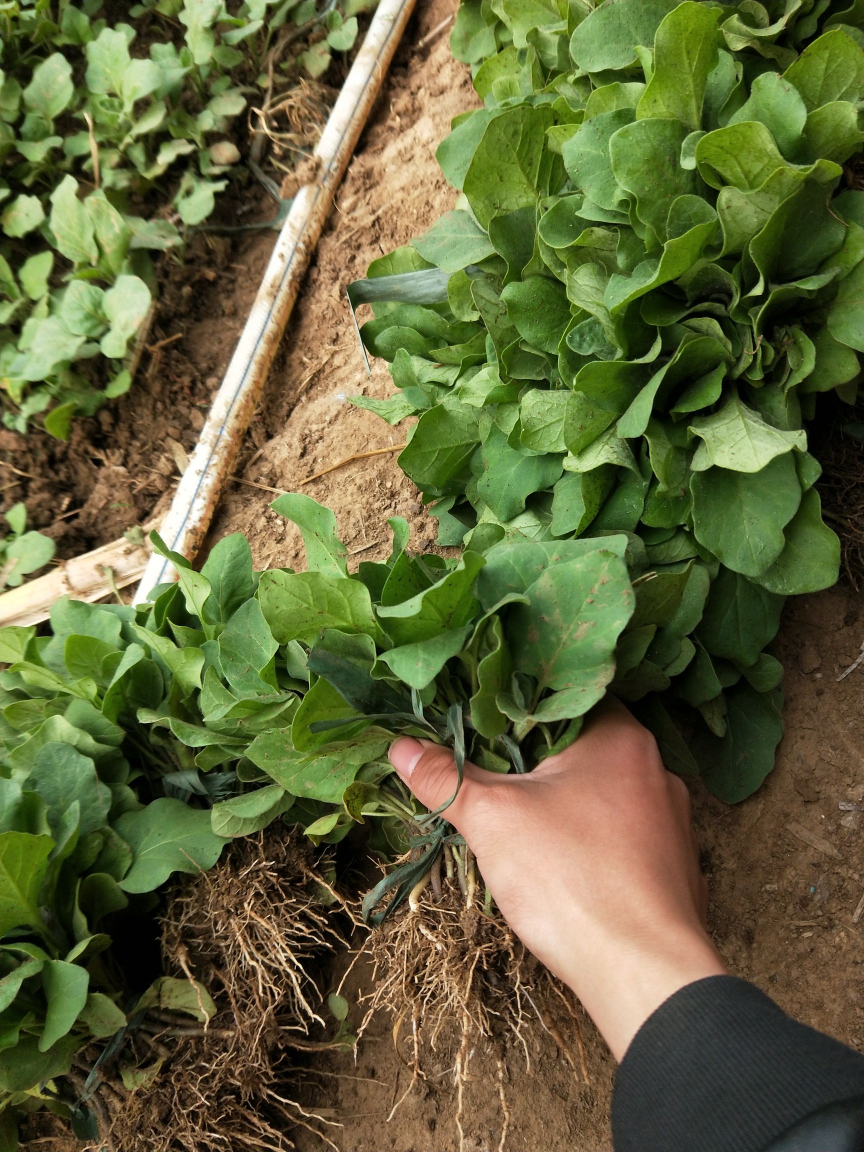 长茄子苗专业蔬菜大棚育苗三十年品质保障非诚勿扰
