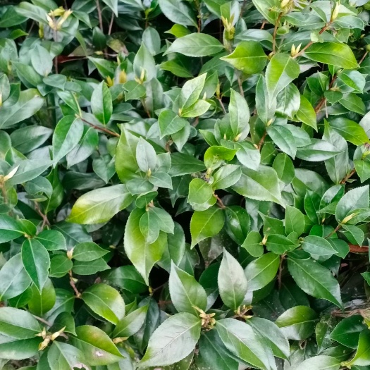 桂林赤丹 30~50cm