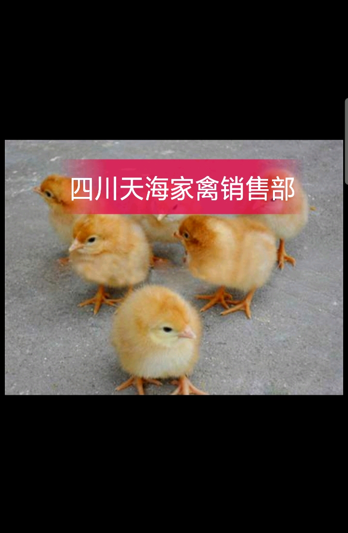  九斤黄鸡苗