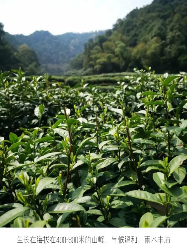 地方名茶-桐城小花