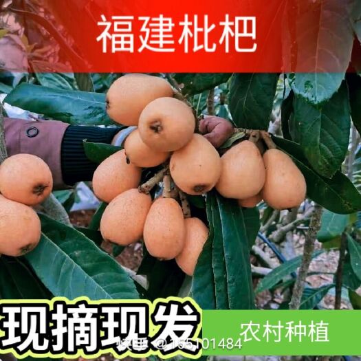 福清市大五星枇杷 福建可以过来看货，也可以一件代发