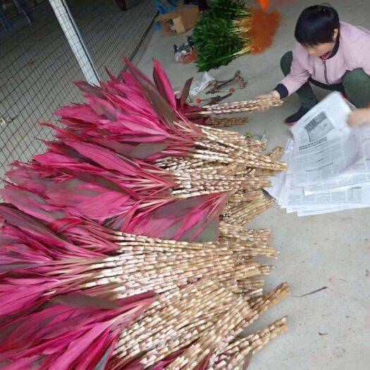 海口 红株焦富贵竹大叶竹转运竹水培植物盆栽净化空气四季青